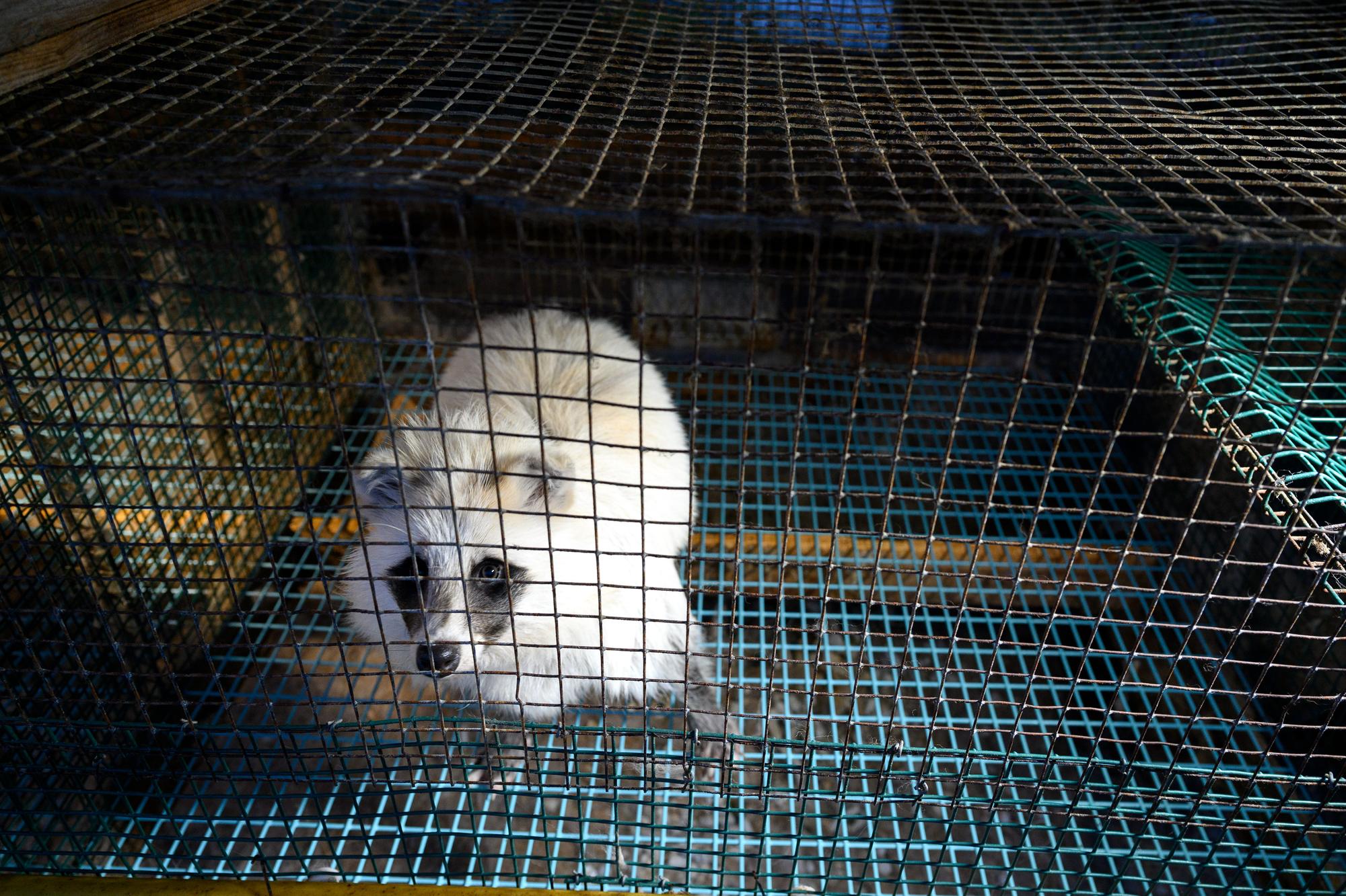 Investigación granjas peleteras Finlandia